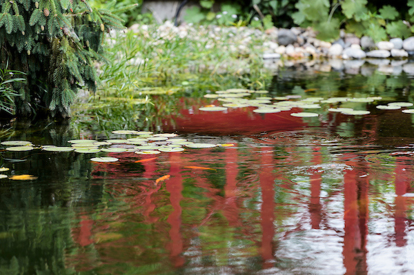 A reflective pond with koi fish visible underneath lily pads.