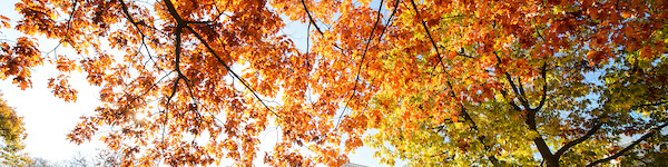 Orange, red, and yellow leaves on trees in autumn