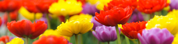 Red, yellow, and purple flowers bloom