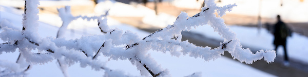 Frost forms on a tree branch